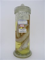 藏品(海鰻)的圖片